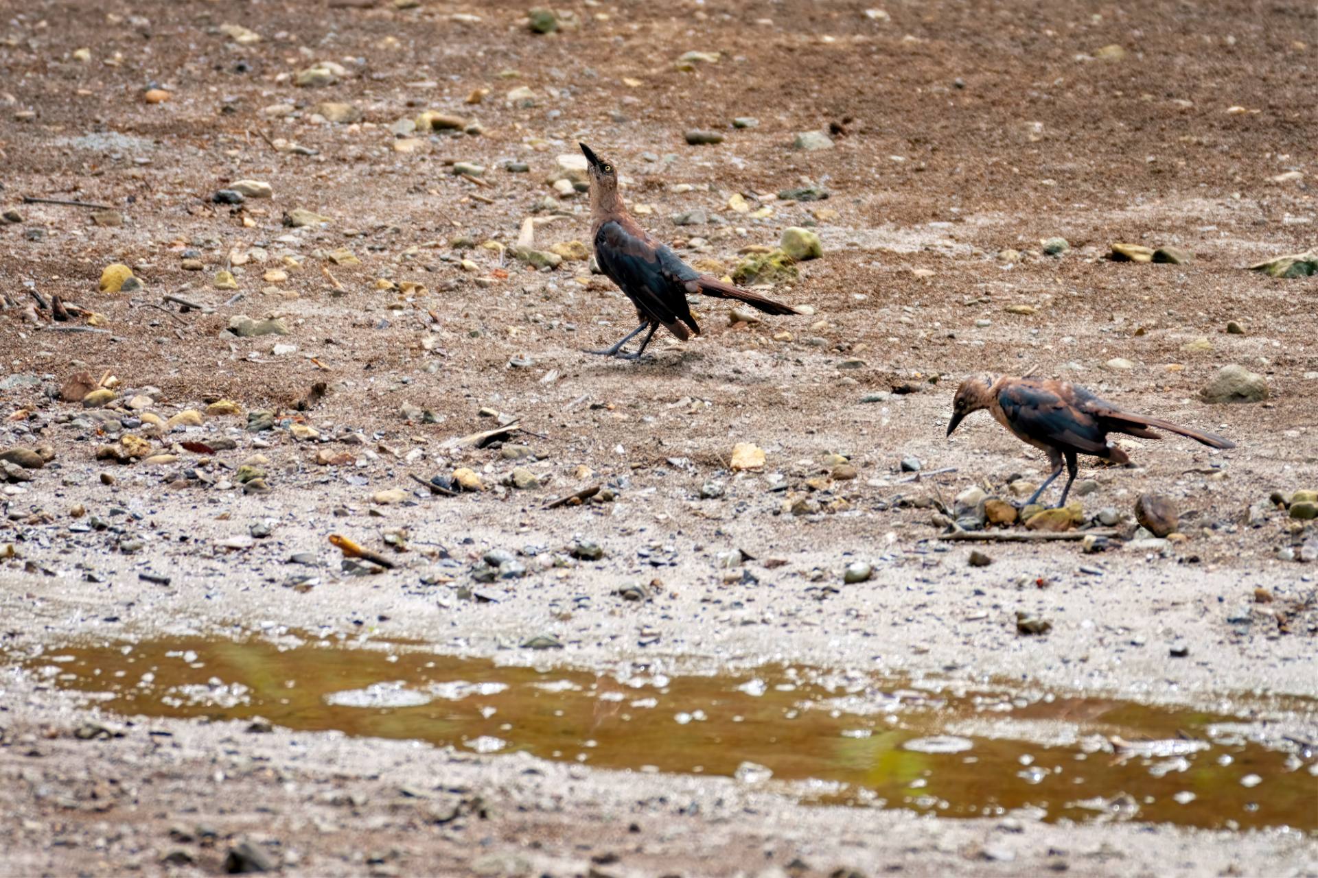 Nicaragua-Bootsschwanz